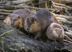 Beaver family Photo: Danielle Durocher