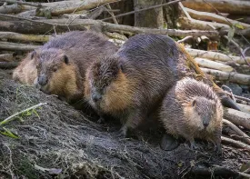 Beaver family thumbnail