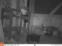 1_bobcat_camera.jpg Photo: Dave Mance III