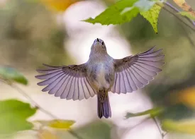 Kinglet thumbnail