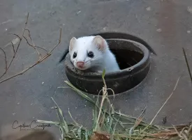 Weasel thumbnail
