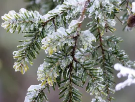 1_frozen_hemlock_w.jpg thumbnail