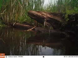 1_green_heron.jpg Photo: Northern Woodlands