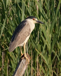 1_img_6942_black_cromed_night_heron.jpg