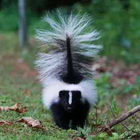 July skunk thumbnail