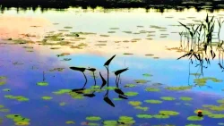 1_lisajulylilypads.jpg