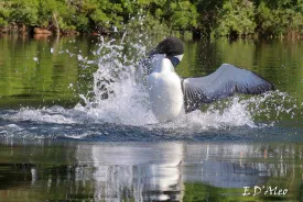Loon thumbnail