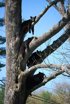 1_may_bears.jpg thumbnail