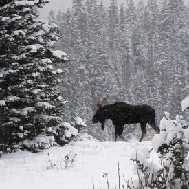Moose South Hill thumbnail