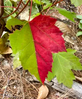 Foliage thumbnail