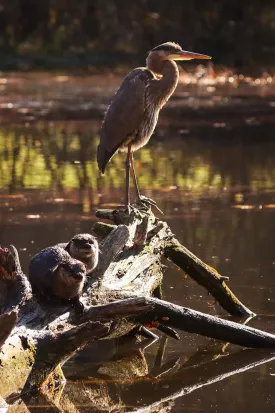 Heron with otters thumbnail