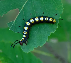 Paddle caterpillar thumbnail
