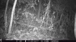 1_possum_1974.jpg Photo: Photo Credits: Jade Jarvis and Alyssa Valentyn