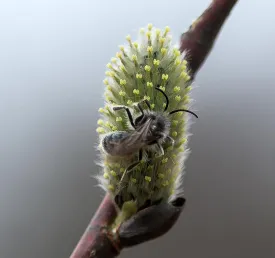 Pussy willow thumbnail