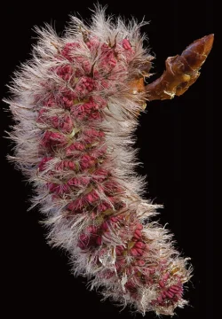 1_quaking_aspen.jpg Photo: Jerry Jenkins