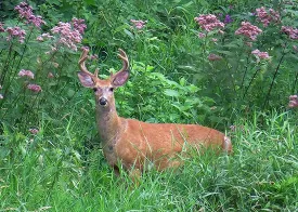 1_whitetailed_deer.jpg thumbnail
