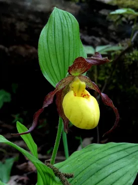 1_yellow_ladys-slipper.jpg thumbnail
