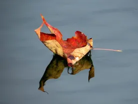1sailing_on_the_pond.jpg thumbnail