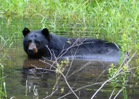 1w_helene_bear_wading.jpg thumbnail