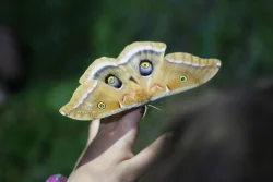 20-moth-polyphemus.jpg Photo: Ann Little