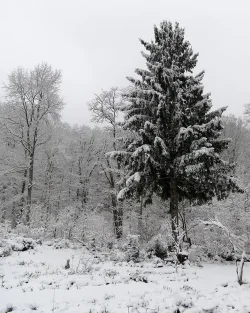 Snow Trees Photo: Jennifer Edmondson