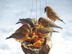 Eastern Bluebird Photo: Tami Gingrich