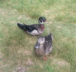 20_Meghan_Ducks_Echo_Lake.jpg