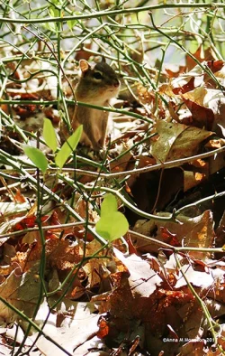 20_chipmunk_2camo_2017.jpg