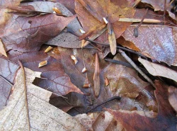 20_diana_todd_ash_seeds_web.jpg