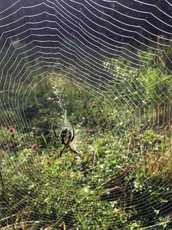 20_gardenspider.jpg