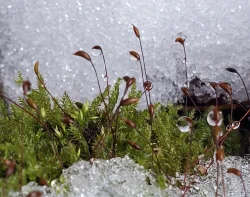 21-lichty-chilly-moss.jpg