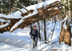 21_a_big_tree.jpg