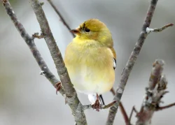 Goldfinches Photo: Karinne Heise