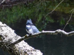 21_kingfisher_looking_left_sm.jpg