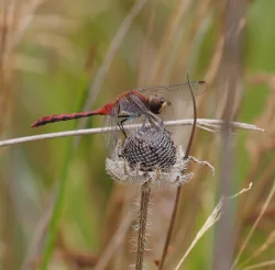 Red percher Photo: Ross Lanius