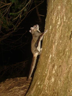 Southern Flying Squirrel Photo: Charlie Schwarz