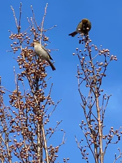 Birds Photo: Jeannie Tardif