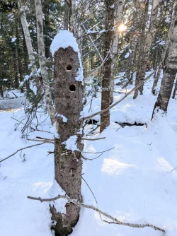Chickadee snag Photo: Marian Waterman