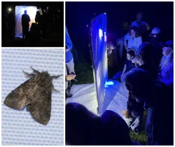 Moth ball Photo: Jack Saul