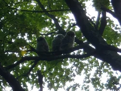 23_3_baby_owls.jpg