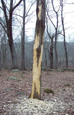 23_Pileated-Tree_2017-02-25.jpg