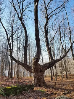 23_red_maple_candalabra.jpg