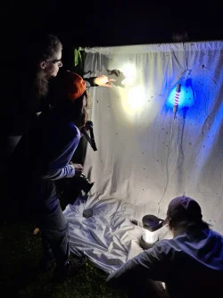 Moth studies Photo: Emily S. Rowe
