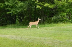 24_deer_morning_june.jpg