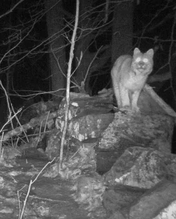 24_march_cat_game_cam.jpg