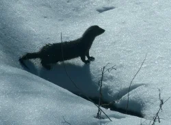 24_mink_on_bright_snow_sm.jpg