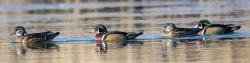 24_wood_duck_group.jpg
