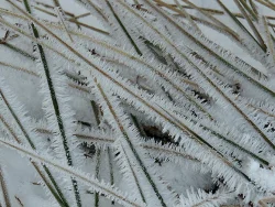 25---frost_on_grass.jpg