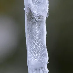 Ice Sculture Photo: AM Dannis