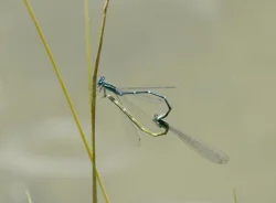 25_damsel_love.jpg